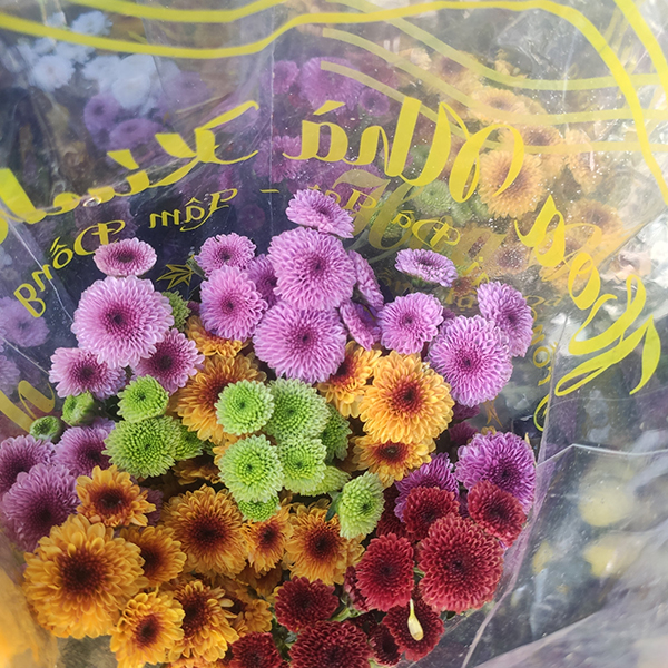 Hoa cúc Cali (màu ngẫu nhiên)